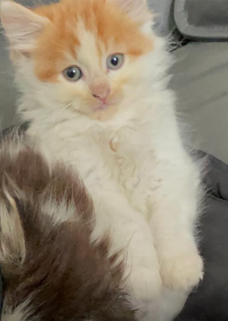 Fluffy adorable Kittens. Time for a good home.