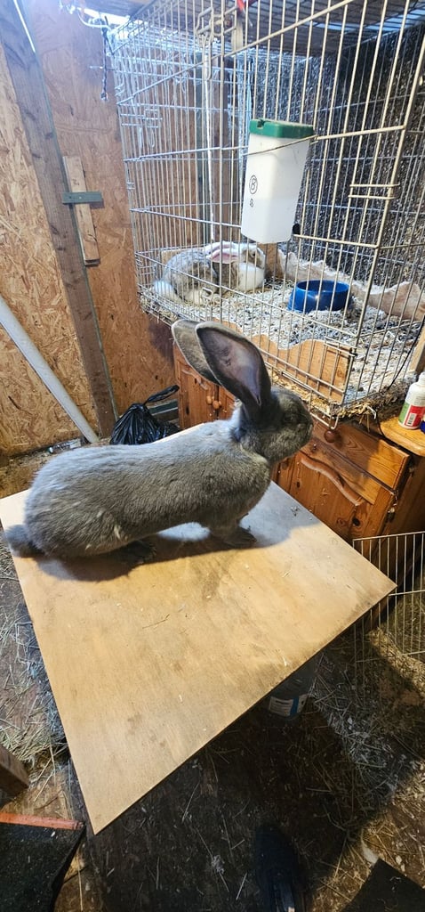 Continental Giant Merle Rabbits Rabbit