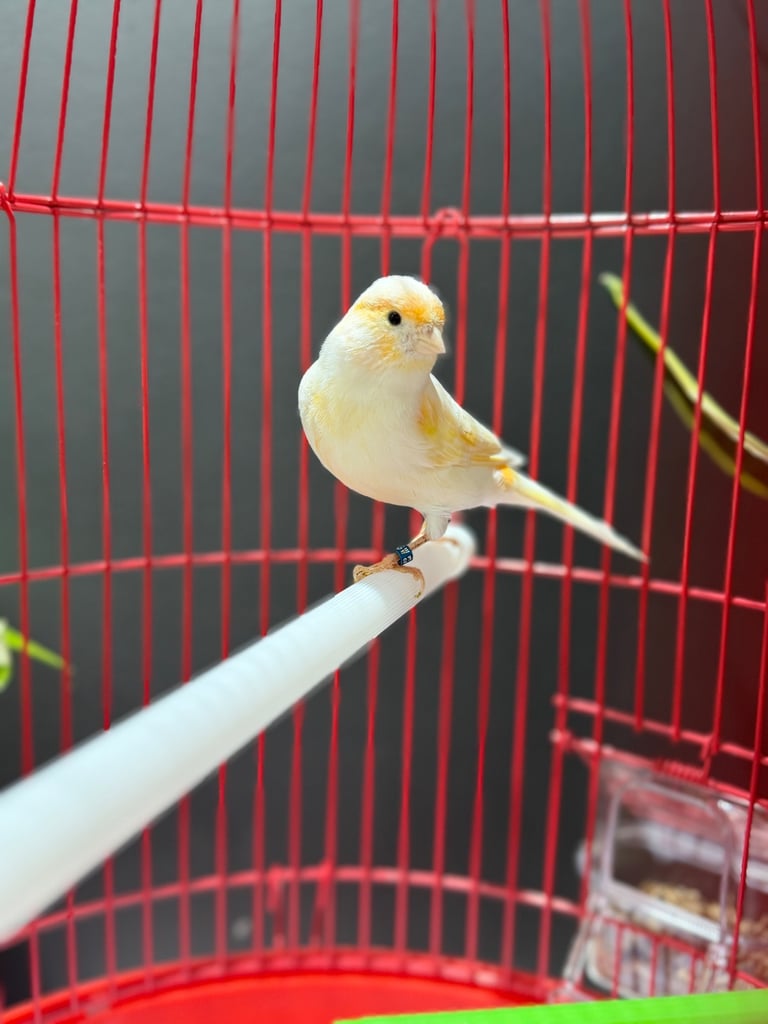 Male dimorphic canary with cage 