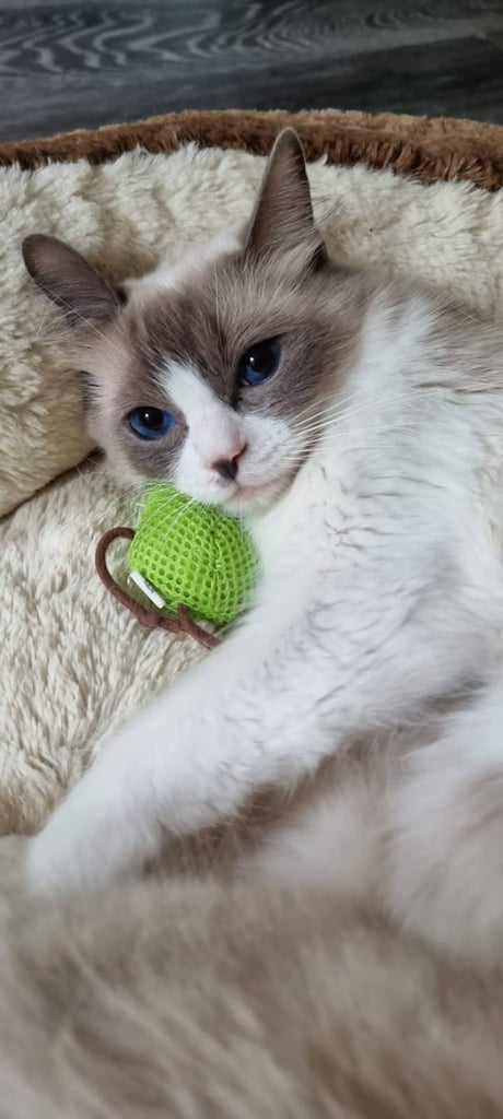 Stunning Ragdoll Male Kittens 