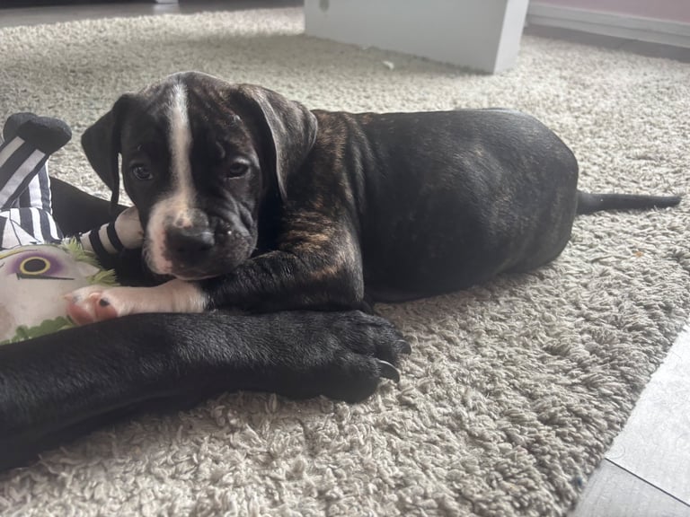 4 cane corso puppies