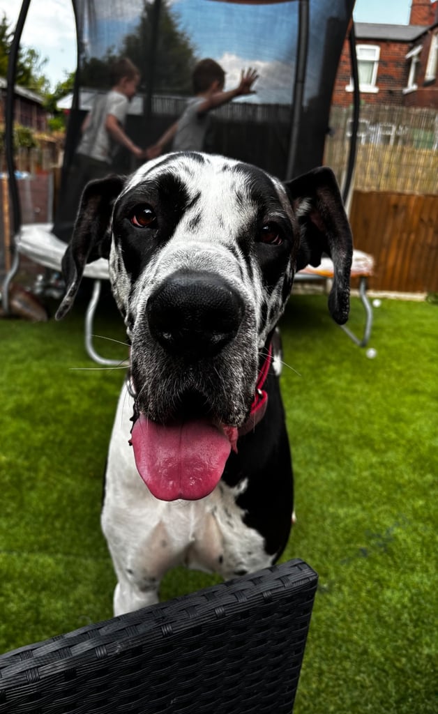 3 year old Great Dane