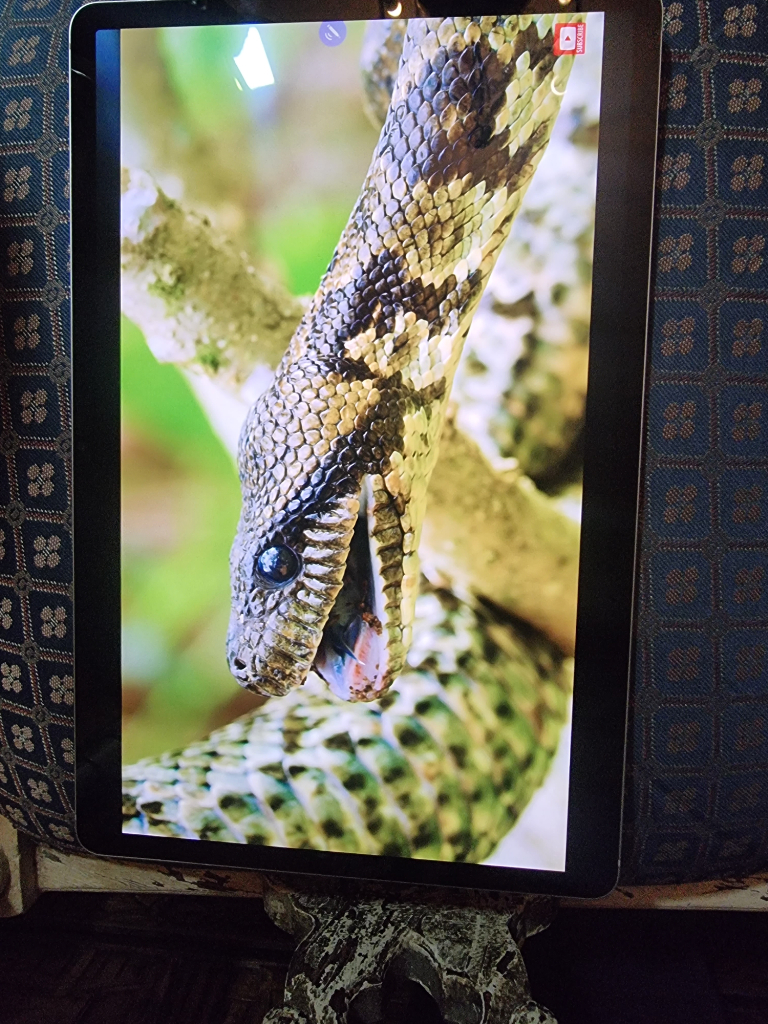 image for Samsung tab s8 plus  128gb amoled screen 