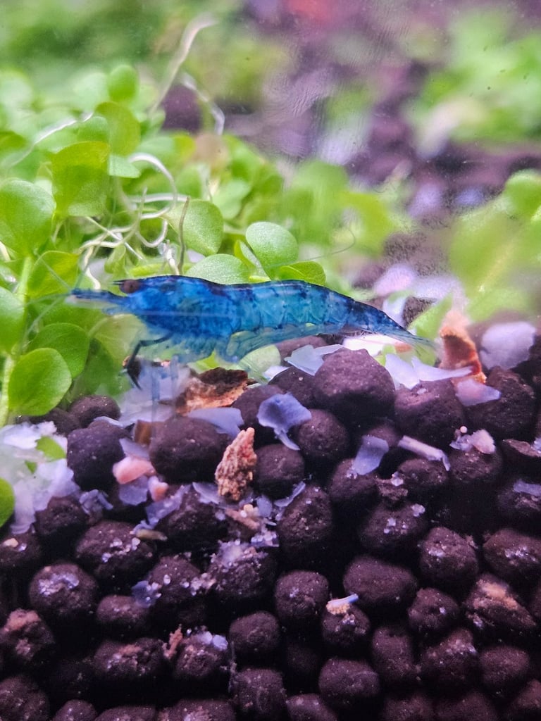 Cherry Shrimp / Rasbora Fish