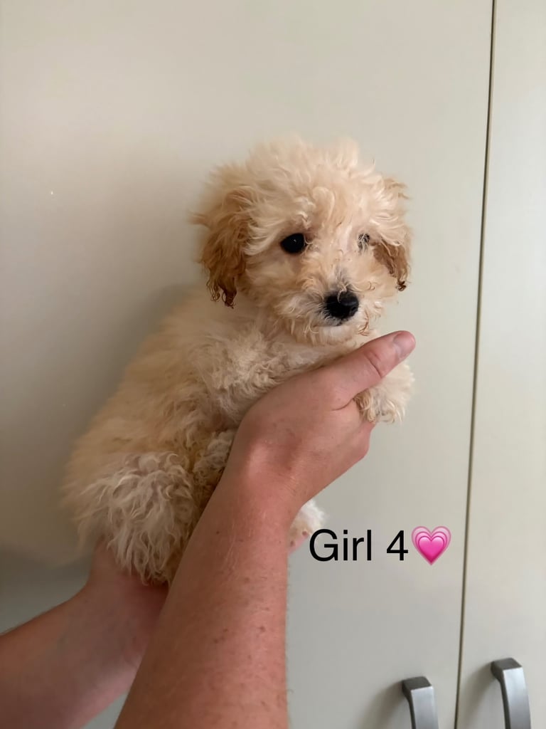 Poochon puppies