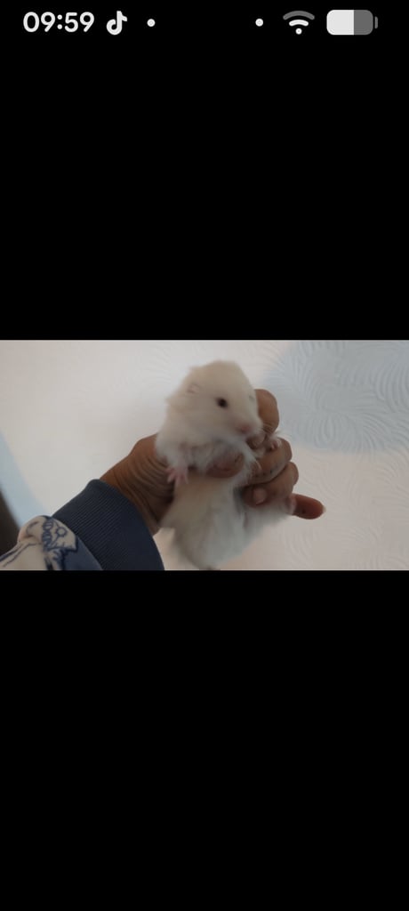image for Syrian Long haired Hamster