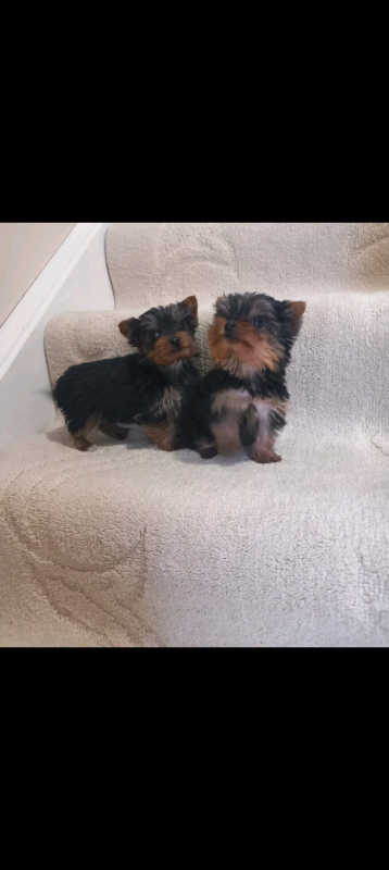 2 female Yorkshire terrier pups 