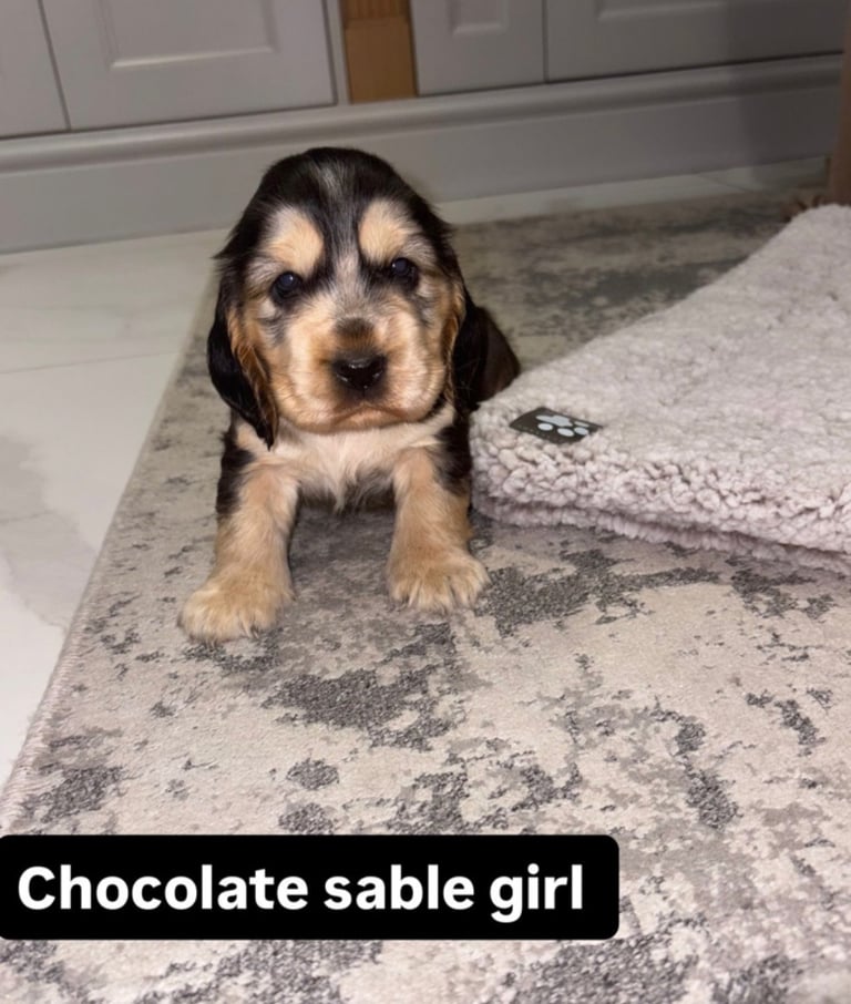 Kc show cocker spaniel puppy’s 