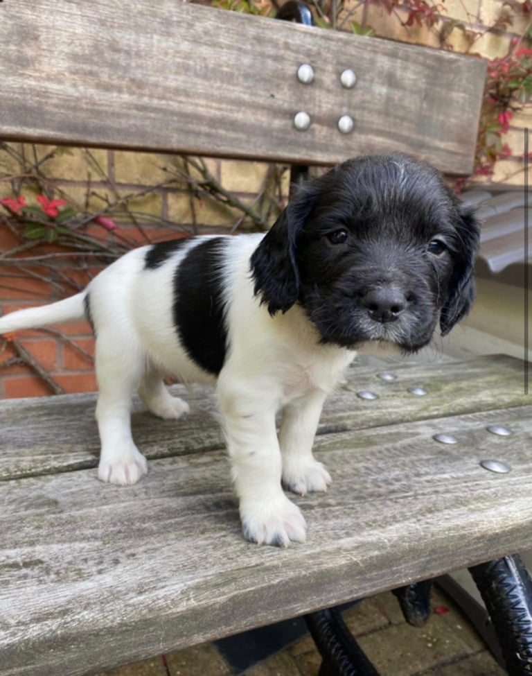 English Springer Spaniels