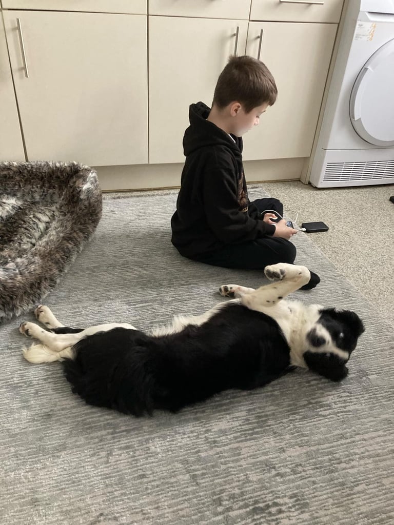 image for Border collie 