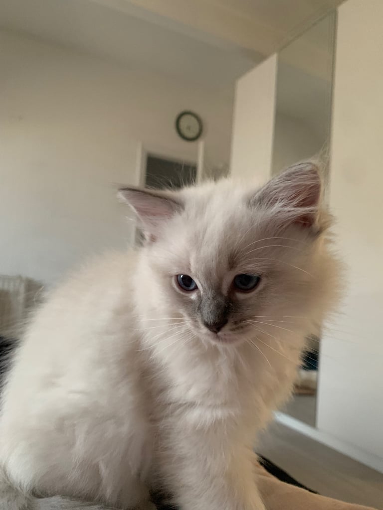 Pure Ragdoll kittens ready now!!