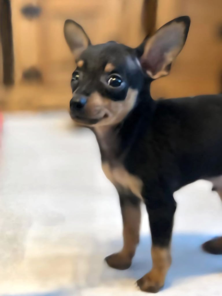 🐾 Tiny Prague Ratter (Miniature Pinscher) Puppy – Male, Born 12/08/25 🐶