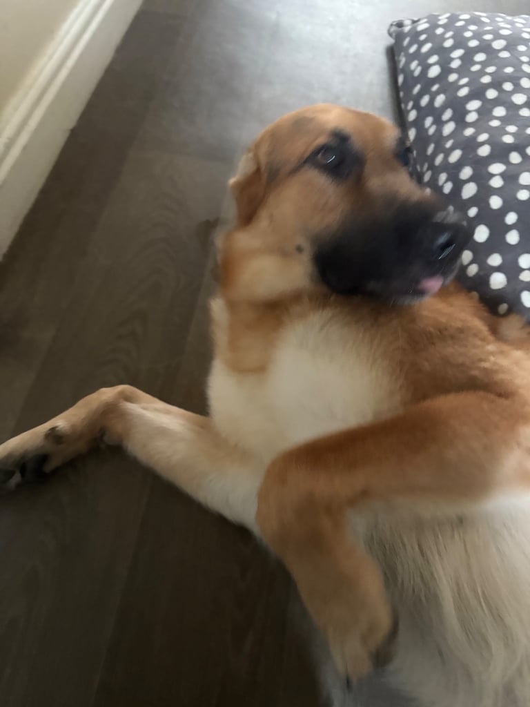 German shepherd male