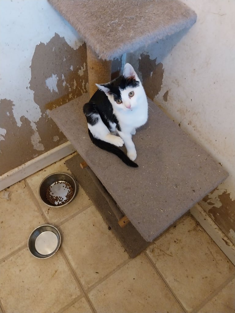 Kittens looking for homes