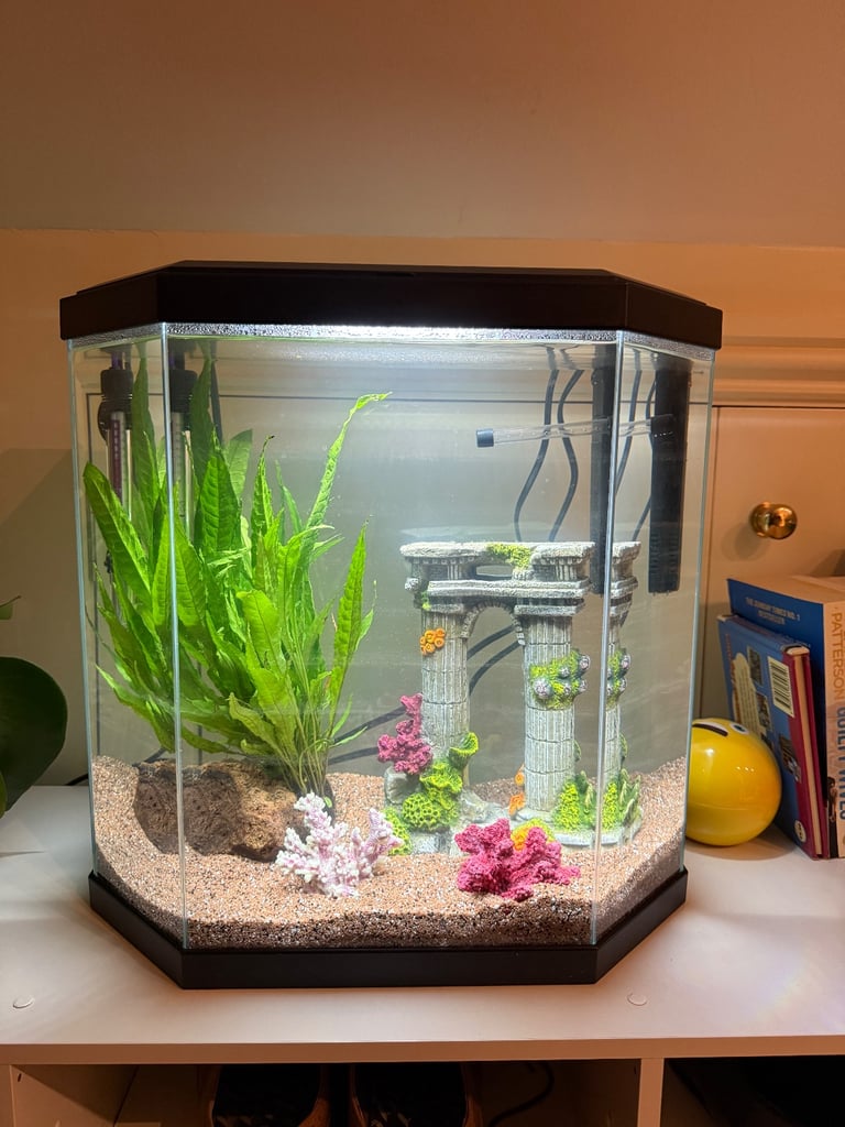 image for Blue Siamese Fighting Fish 