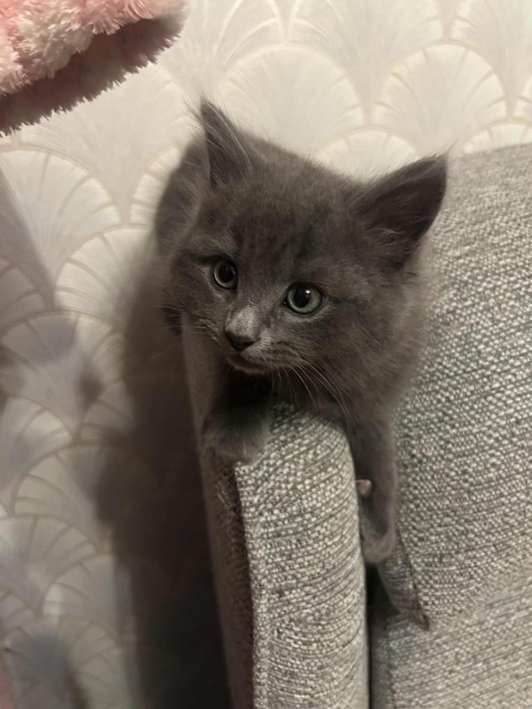 4 Adorable kittens looking for their forever homes 