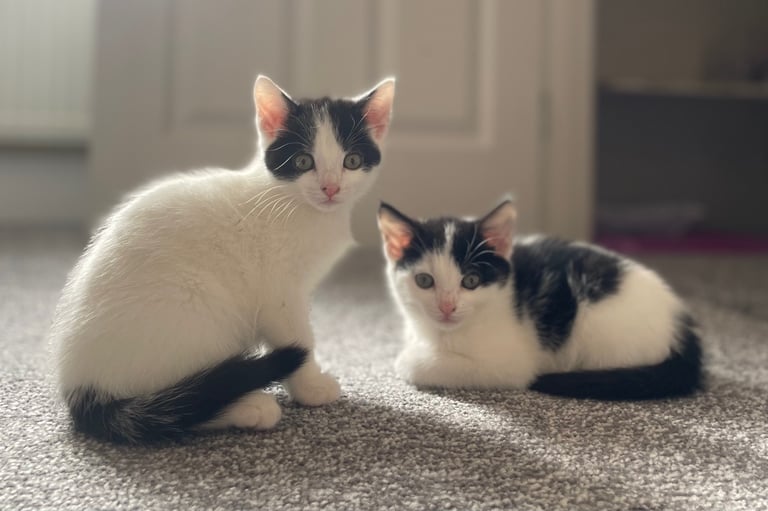 Kittens - 11 weeks old 