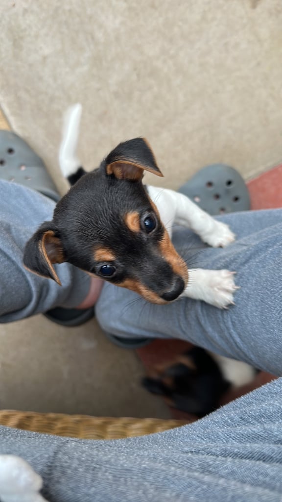 Jack Russell pups