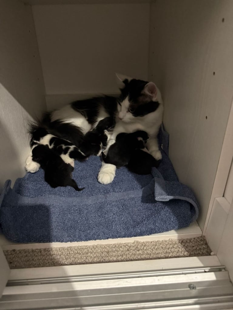 Kittens ready for adoption - 2 already reserved 