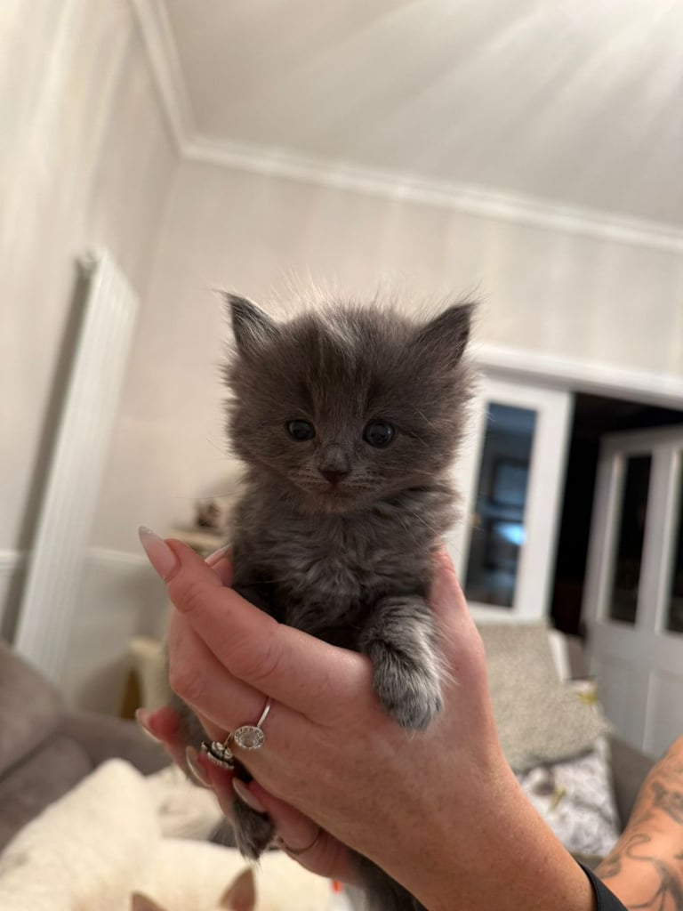 Beautiful fluffy longhaired & shorthaired Ragdoll x Russian Blue kittens