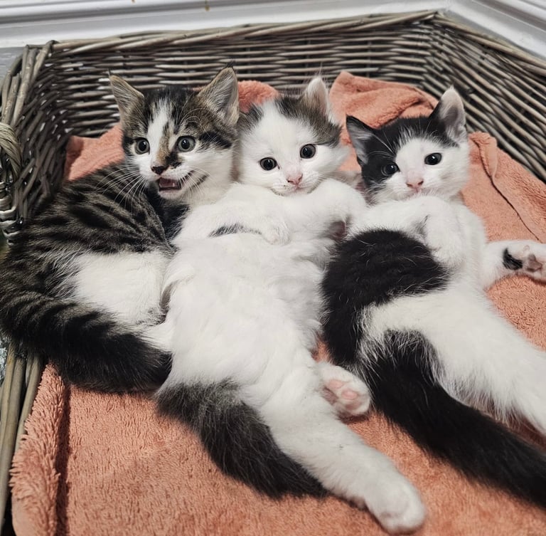 🐾 Adorable 3 male Kittens Ready for Their Forever Homes! 🐾