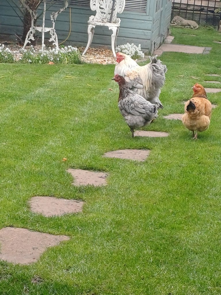 Cockerel and chickens
