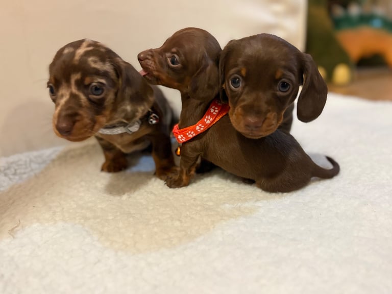Miniature Dachshund Puppies 
