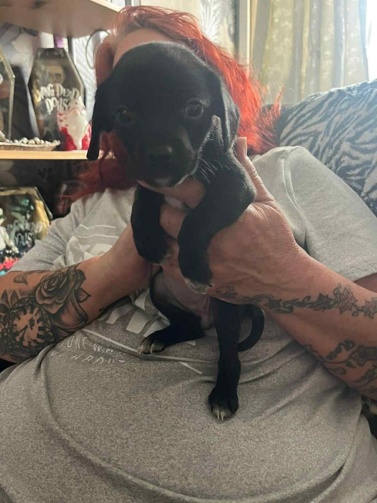 Female chihuahua pup 