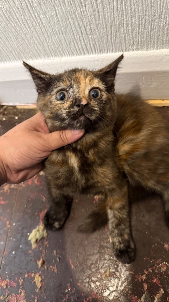 Kittens