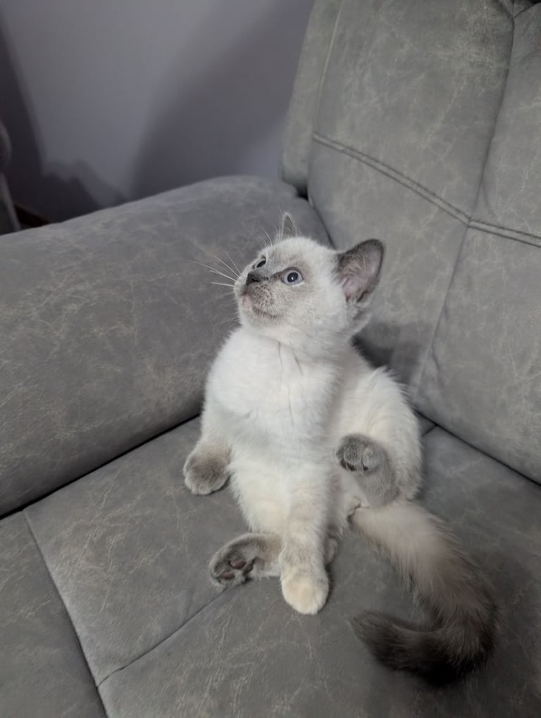 image for Lovely kittens ready for rehoming 