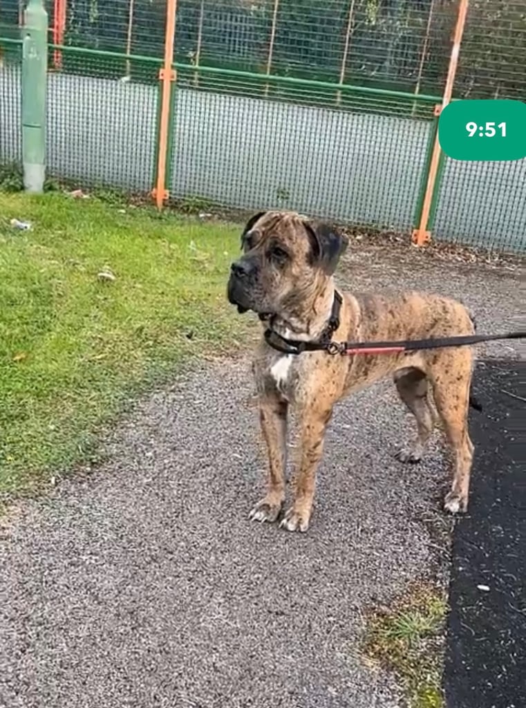 1 year old Cane corso cross 