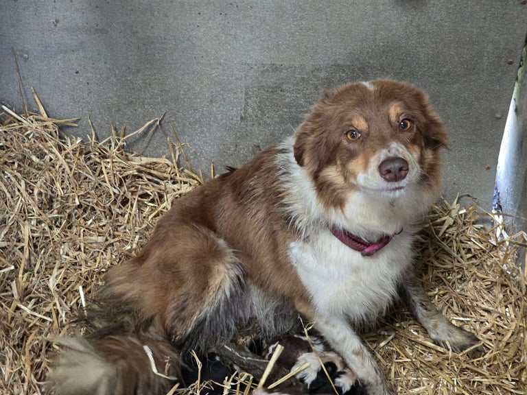 Border collie pups - black and white boy left