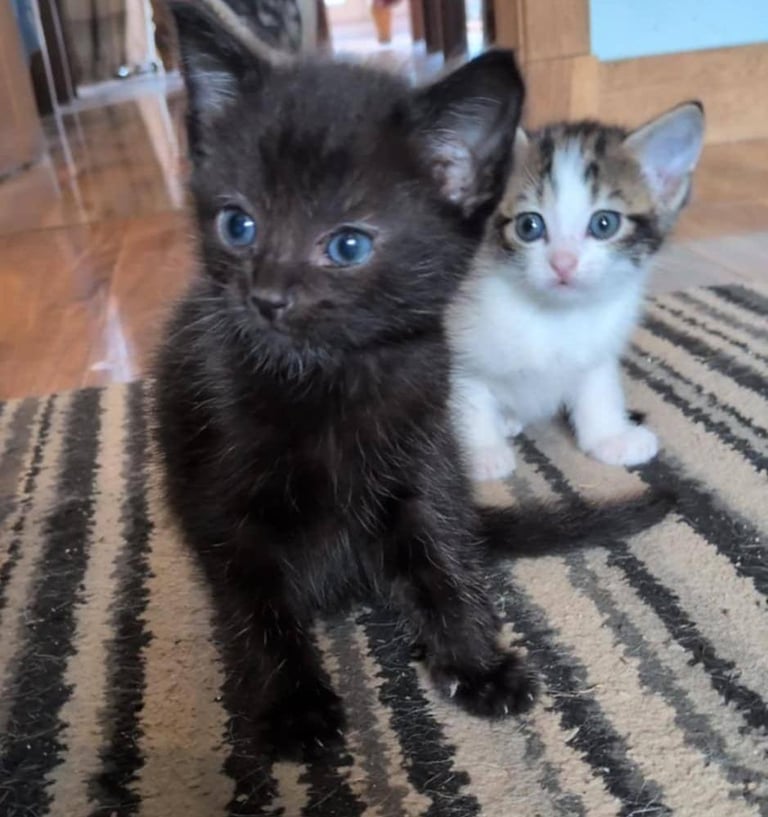 Beautiful Kittens for Sale 