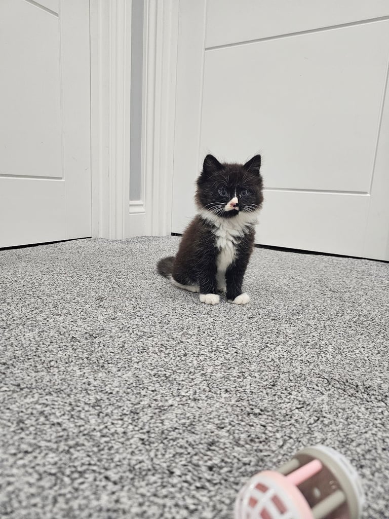 Two lovely male kittens 