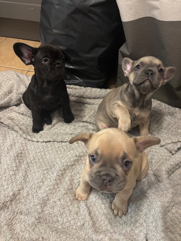 Last 3 French bulldogs ready now !!!