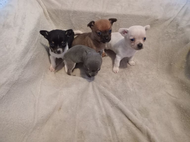 Chihuahua puppys