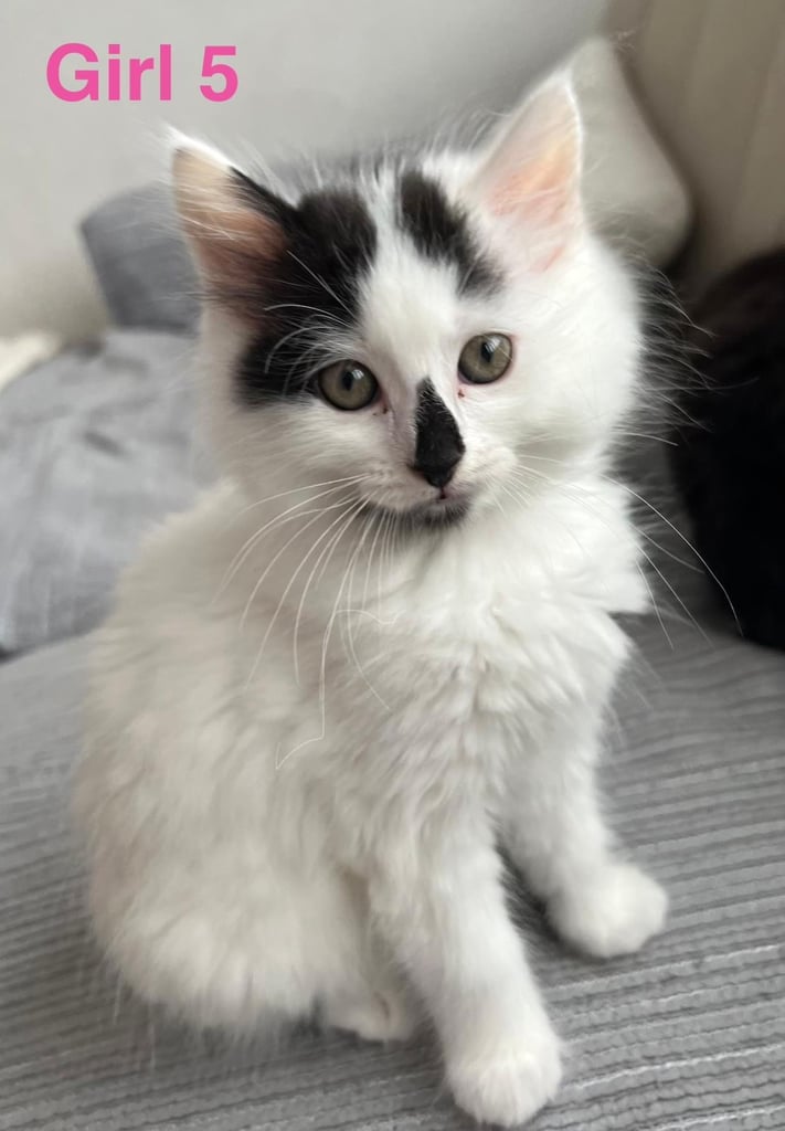 6 beautiful fluffy kittens for sale