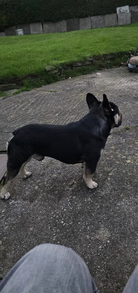 Quality French bulldog  for sale 