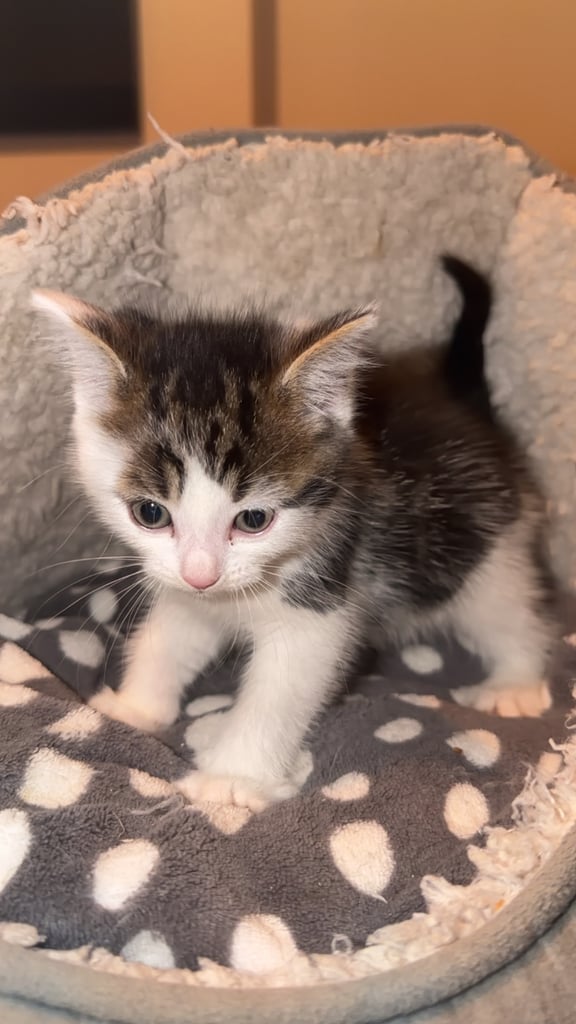 Adorable 8-Week-Old Male Tabby Kitten – Ready for His New Home 🐾