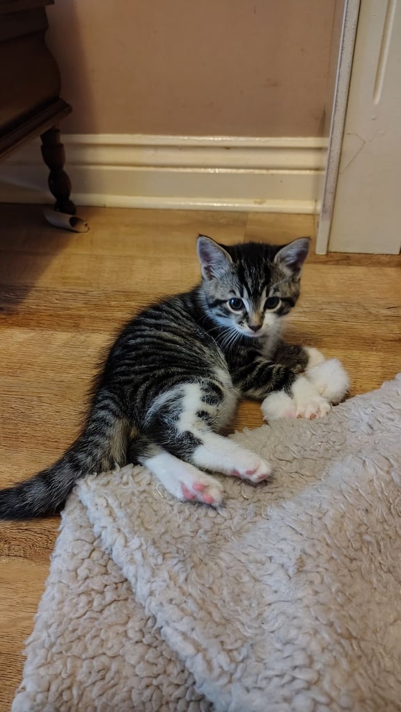 3 kittens ready to go home - All reserved