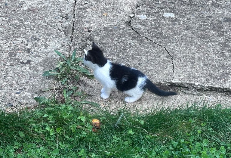 🐾 Adorable Kittens for  Sale🐾