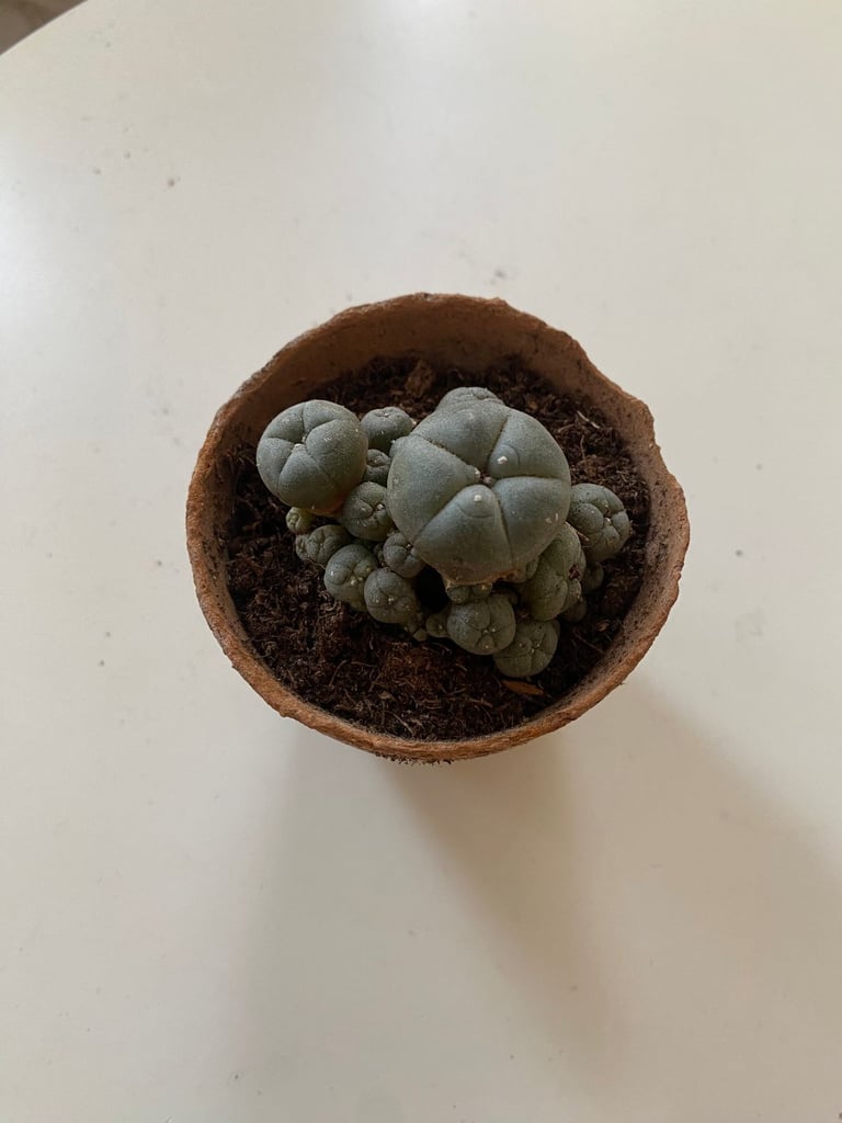 image for Peyote cactus for decorative purpose