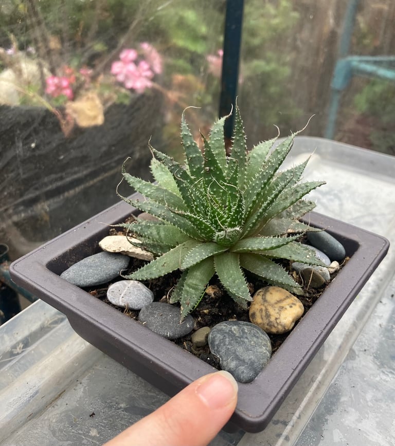 image for Organic Aloe maculata with stunning flowers 