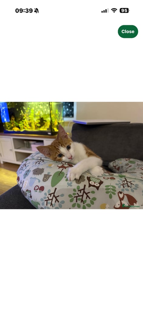 ginger female kitten 