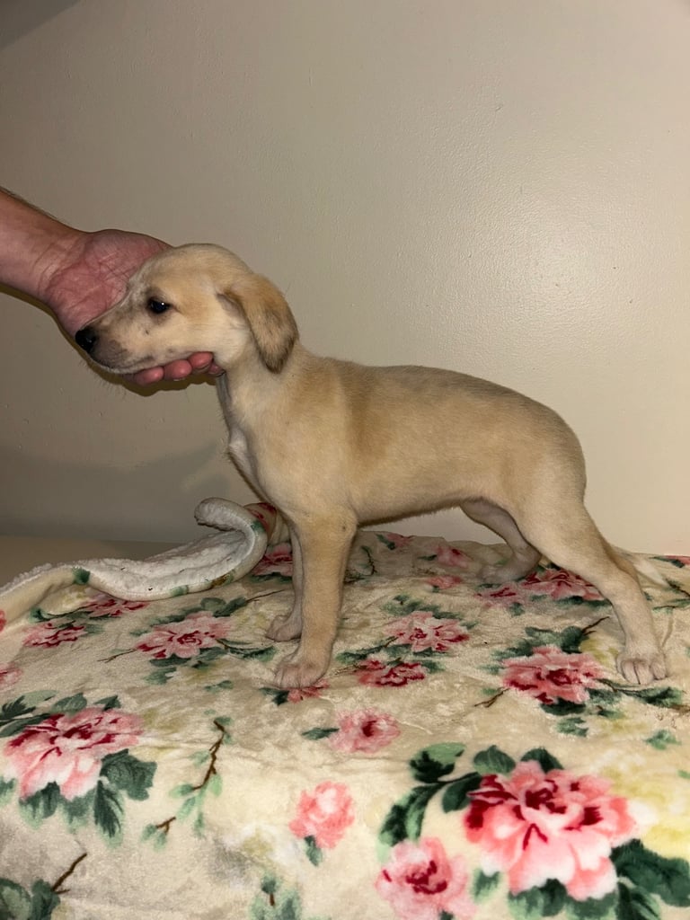 image for Stunning lurcher puppies 