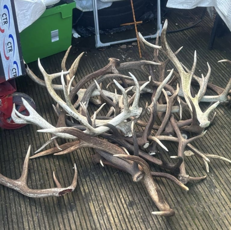 Antler 