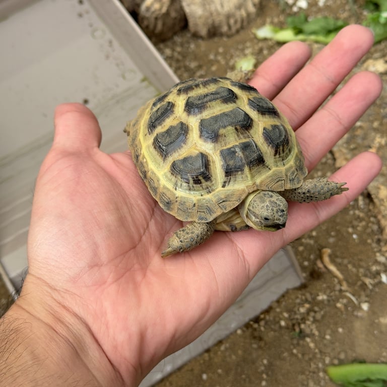 tortoise & enclosure