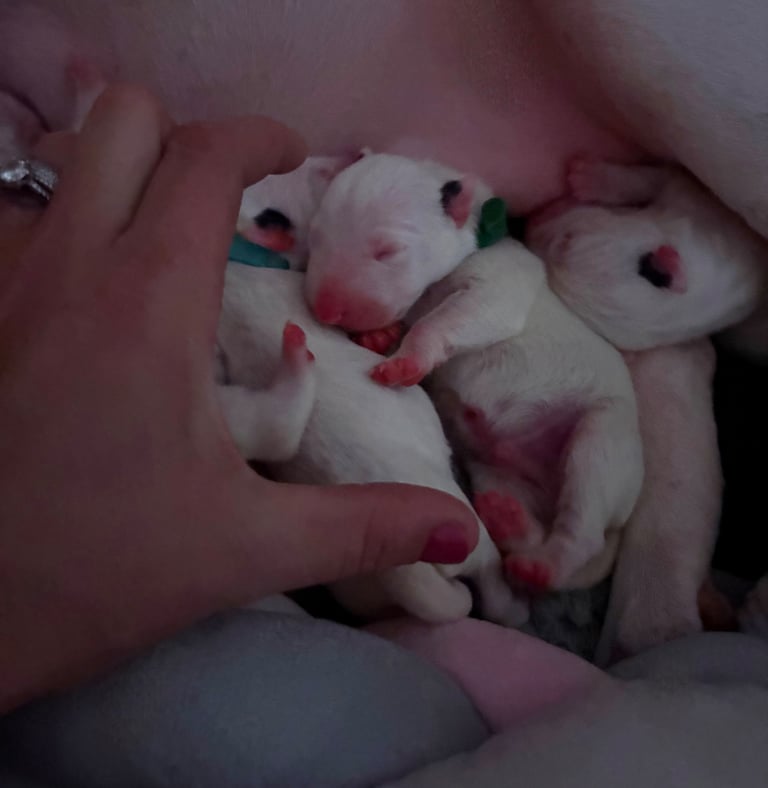 KC English Bull Terrier puppies 🐾
