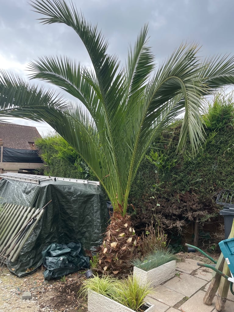 Palm tree about 10-12 feet tall well established