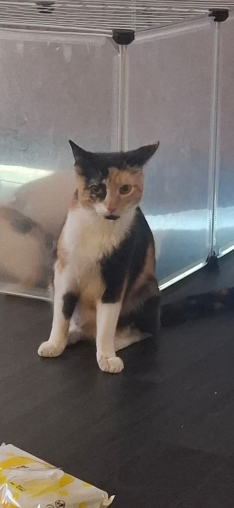 image for Beautiful cat trixie